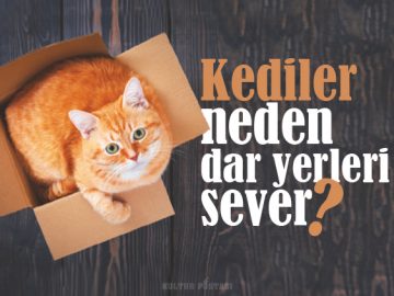 kediler-neden-dar-yerleri-sever - Kültür Postasi