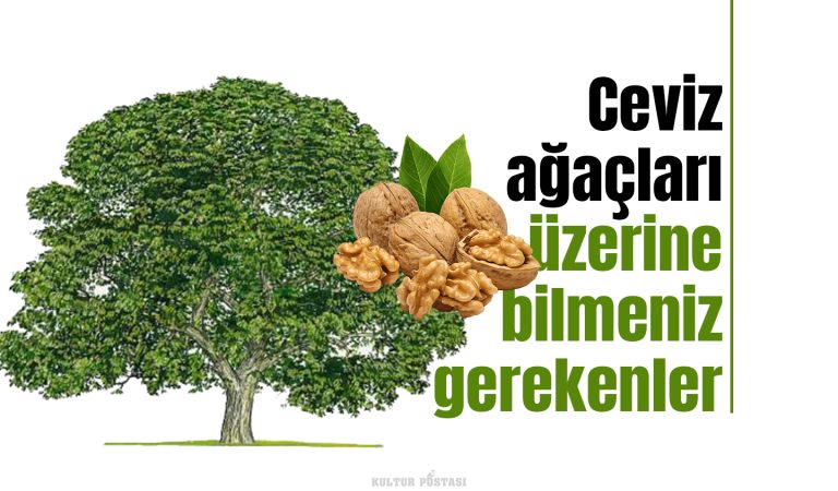 Ceviz ağaçlarının çoğaltılması