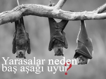yarasalar-neden-bas-asagi-uyur - Kültür Postasi