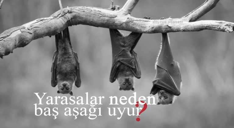 yarasalar-neden-bas-asagi-uyur - Kültür Postasi