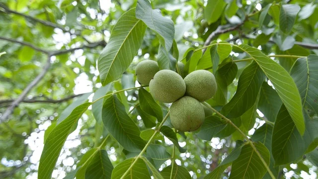 Aşı yoluyla çoğaltma