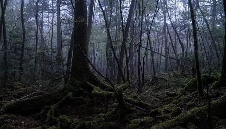 İntihar Ormanı, Japonya