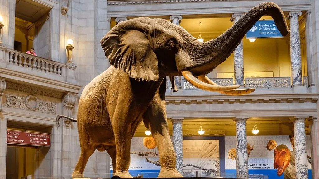 Smithsonian Ulusal Doğa Tarihi Müzesi - Washington, ABD